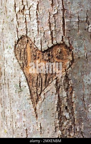 Un coeur sculpté dans un arbre. Le cœur semble presque rouge contre l'écorce blanche de l'arbre. Banque D'Images