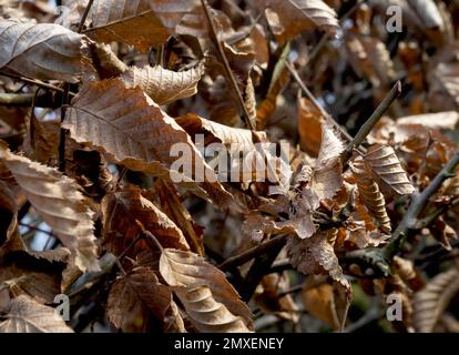 Forêt d'automne, feuilles défraîchi vue rapprochée Banque D'Images