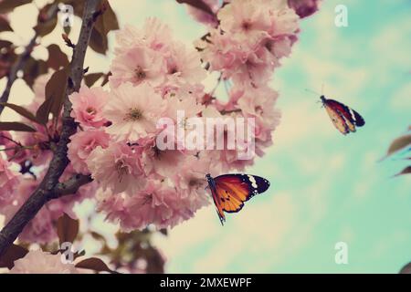 Arbre Sakura avec de belles fleurs et des papillons en plein air. Saison de printemps Banque D'Images