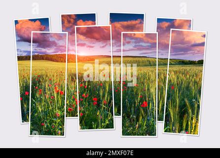 Isolé huit cadres de collage de l'image de poppys en fleurs parmi le champ de blé. Lever de soleil coloré dans la campagne ukrainienne. Maquette de ph modulaire Banque D'Images