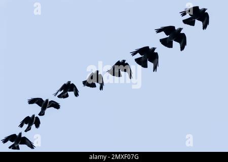 Séquence de vol d'un jackdaw (Corvus monedula) volant et isolé contre le ciel bleu, Angleterre, Royaume-Uni Banque D'Images