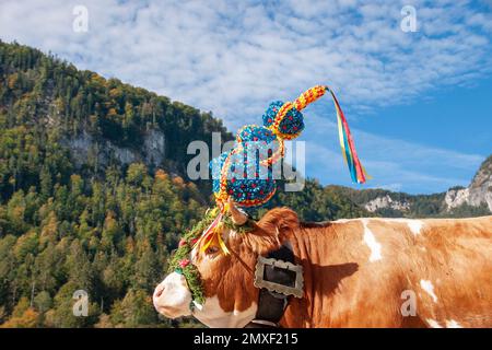 Beim Almabtrieb von der Saletalm über den Königssee zur Seelände und nach Hause in den heimischen Stall in der Schönau, Berchtesgadener Land, Oberbay Banque D'Images