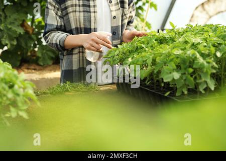 Femme pulvérisant des plants de tomate avec de l'eau en serre, gros plan Banque D'Images