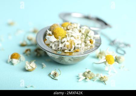 Sécher les fleurs de camomille dans l'infuser sur fond bleu clair, gros plan Banque D'Images