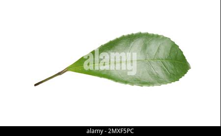 Feuille verte de l'usine de thé isolée sur blanc Banque D'Images