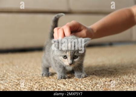 Femme avec un adorable chaton de Shorthair britannique à la maison, en gros plan. Bébé animal Banque D'Images