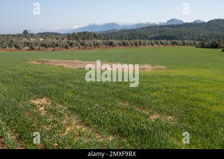 Champs de Matarrya. Une région de la province de Teruel, Espagne Banque D'Images