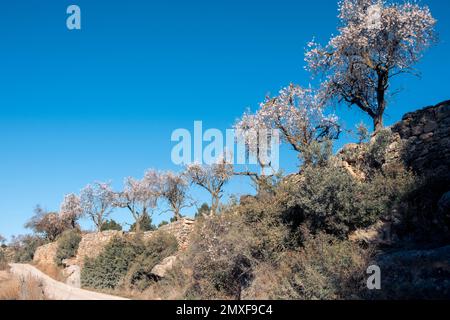 Champs de Matarrya. Une région de la province de Teruel, Espagne Banque D'Images