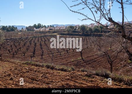 Champs de Matarrya. Une région de la province de Teruel, Espagne Banque D'Images