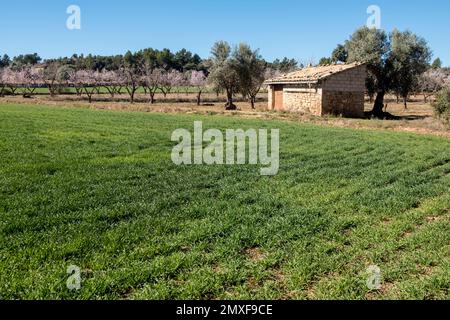 Champs de Matarrya. Une région de la province de Teruel, Espagne Banque D'Images