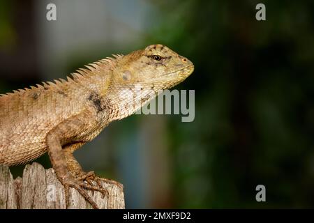 Image de caméléon marron sur les souches sur fond naturel. Reptile. Animal. Banque D'Images