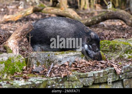 Visayan Warty Pig (Sus cebifrons) at Marwell Zoo, Hampshire, UK Stock Photo