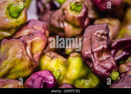 Piments forts biologiques chauds en vente au festival annuel du Chili du manoir de Waddesdon. Banque D'Images