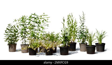 Composition de différentes fleurs et plantes en pot isolées sur fond blanc Banque D'Images