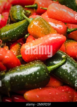 Piments forts biologiques chauds en vente au festival annuel du Chili du manoir de Waddesdon. Banque D'Images