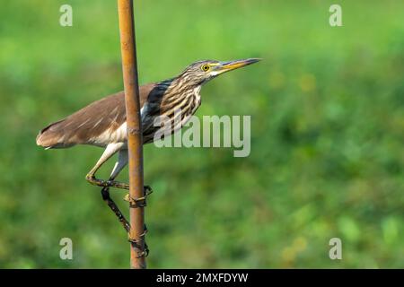 Image d'un héron d'étang chinois (Ardeola bacchus) sur une souche d'arbre sur fond de nature. Oiseau. Animaux. Banque D'Images