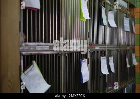 cages dans le domaine de la réanimation et repos dans la chirurgie de la clinique vétérinaire. Photo de haute qualité Banque D'Images