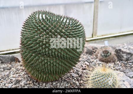 Cactus appelé en latin Mammillaria carnea croissant dans une serre. Banque D'Images