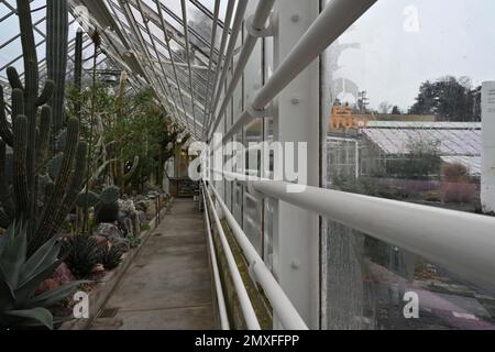 Intérieur d'une serre avec des plantes exotiques, principalement des succulents et des cactus photographiés dans une perspective décroissante. Banque D'Images