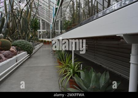 À l'intérieur d'une serre avec des plantes exotiques, principalement des succulents et des cactus photographiés dans une perspective décroissante. Banque D'Images