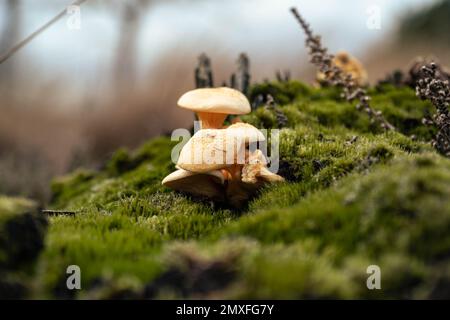 Un gros plan de Hygrophoropsis aurantiaca, communément connu sous le nom de fausse chanterelle. Banque D'Images