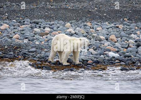 Ours polaire (Ursus maritimus) seul, maigre et émacié, se trouvant sur la plage de galets le long de la côte du Svalbard en été, à Spitsbergen, en Norvège Banque D'Images