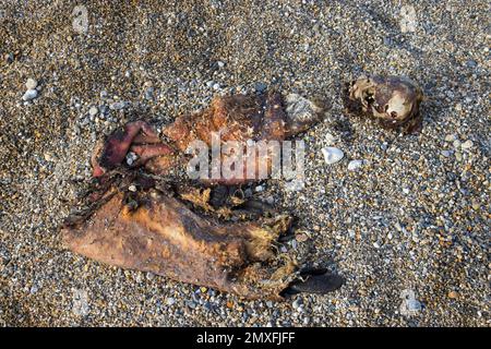 Restes de morses (Odobenus rosmarus), tués par l'ours polaire (Ursus maritimus) sur la plage de galets le long de la côte du Svalbard en été, Spitsbergen Banque D'Images