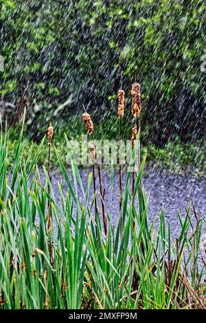Un plan vertical de roseaux sauvages sur la rive d'une rivière sous la pluie Banque D'Images