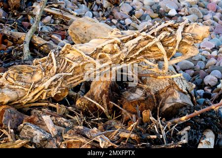 Gros plan d'une petite bûche couverte dans les racines d'un grimpeur assis lavé comme un morceau de bois flotté à la ligne de marée haute d'une plage de galets. Banque D'Images