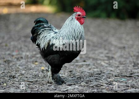 Une belle poule aux plumes noires et blanches à l'extérieur Banque D'Images