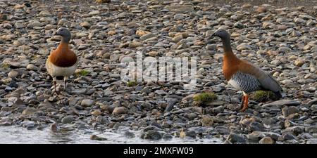 Oies à tête d'achy, (Chloephaga poliocephala), deux oies quasi endémiques sur la plage, Ushuaia, Tierra del Fuego, Patagonie, Argentine. Banque D'Images