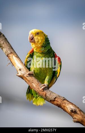 Gros plan vertical du perroquet amazonien à tête jaune (oratrix amazona) perché sur la branche sur un fond flou Banque D'Images