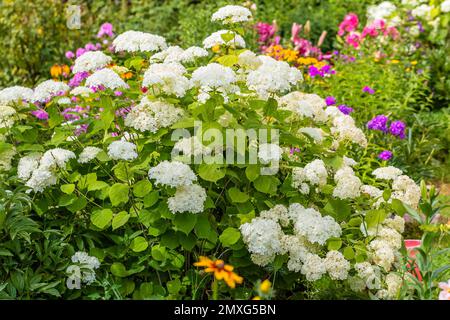 Hydrangea, Annabelle Smooth Hydrangea. Hortensia arborescens 'Annabelle' Banque D'Images