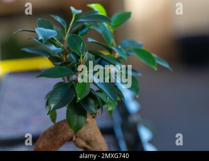 Gros plan d'un arbre Ficus Ginseng Bonsai Banque D'Images