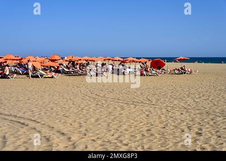 Parasols et chaises longues le long de la large étendue de la plage de sable de Maspalomas avec la mer à distance, Gran Canaria Banque D'Images