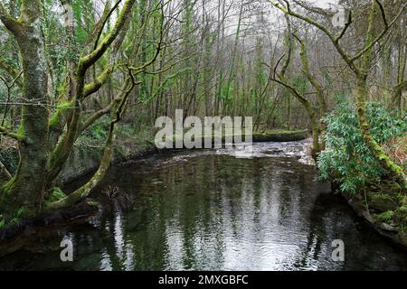 Afon Arddu (rivière) coule le long de la partie est de Snowdon jusqu'à Lyn Padarn et Lyn Peris à Llanberis. Il est ici montré dans ses portées inférieures. Banque D'Images