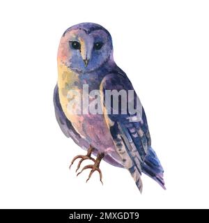 Hibou de grange aquarelle sur fond blanc. Oiseau sauvage réaliste dessiné à la main. Hibou de la grange sur fond blanc. Forêt sauvage nature aviaire élément Banque D'Images