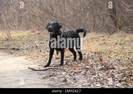 Latrodor adulte noir pour des promenades dans le parc au printemps en Ukraine dans la ville de Dnipro Banque D'Images