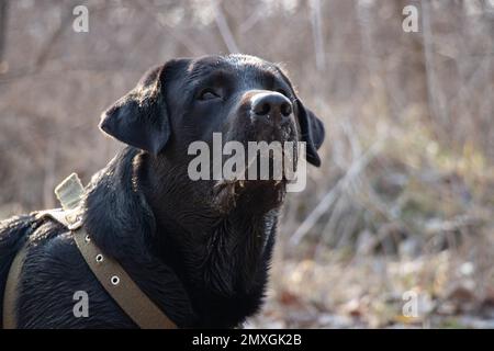 Latrodor adulte noir pour des promenades dans le parc au printemps en Ukraine dans la ville de Dnipro Banque D'Images