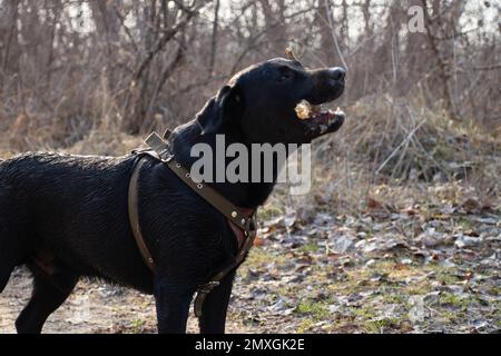 Latrodor adulte noir pour des promenades dans le parc au printemps en Ukraine dans la ville de Dnipro Banque D'Images