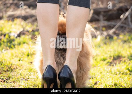 Une fille en cuir noir à talons hauts, et un chien à poil rouge se tient à côté de lui sur l'herbe verte au soleil Banque D'Images