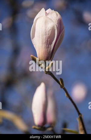 Magnolia bourgeons sur l'arbre (Magnolia × soulangeana) Banque D'Images