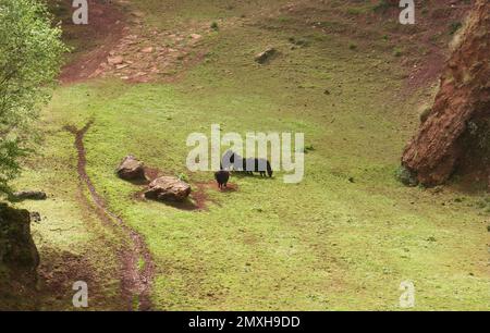 Bison européen Bison bonasus dans une grande enceinte Parc naturel Cabarceno Penagos Cantabria Espagne Banque D'Images