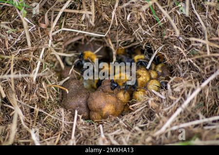 Un gros cliché des abeilles cardeuses à bandes brunes (Bombus humilis) dans la paille niche dans la journée Banque D'Images