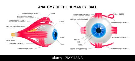 Affiche d'ophtalmologie colorée avec vue avant et latérale isolée du globe oculaire humain sur fond blanc illustration vectorielle 3D Illustration de Vecteur