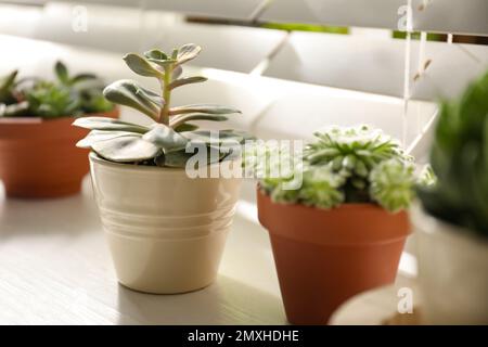 Fenêtre avec de belles plantes succulentes à l'intérieur, se concentrer sur l'echeveria Banque D'Images