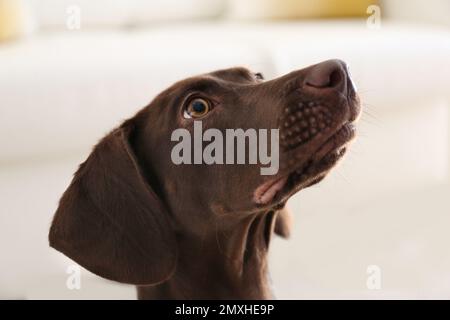 Beau chien-pointeur marron allemand court à la maison Banque D'Images