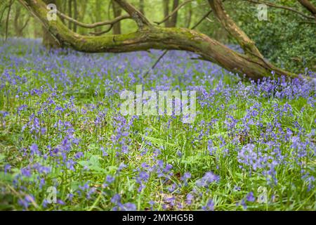 Fleurs bluebell communes, anglais ou natif bluebell (hyacinthoides non-scripta) dans les bois, Angleterre, Royaume-Uni Banque D'Images