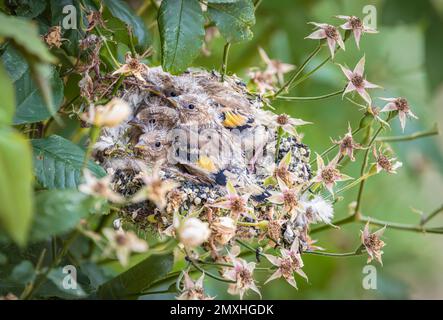 European Goldfinch (Carduelis carduelis) nid d'oiseau avec des bébés oiseaux dans un rosier dans un jardin en été, Royaume-Uni Banque D'Images