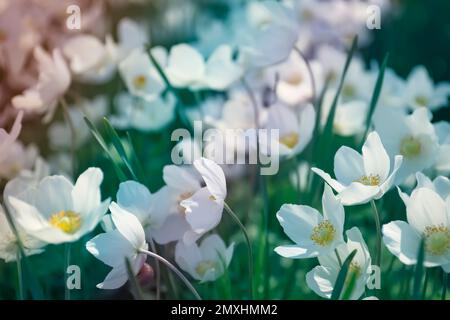 L'anémone japonaise fleurit à l'extérieur le jour du printemps Banque D'Images